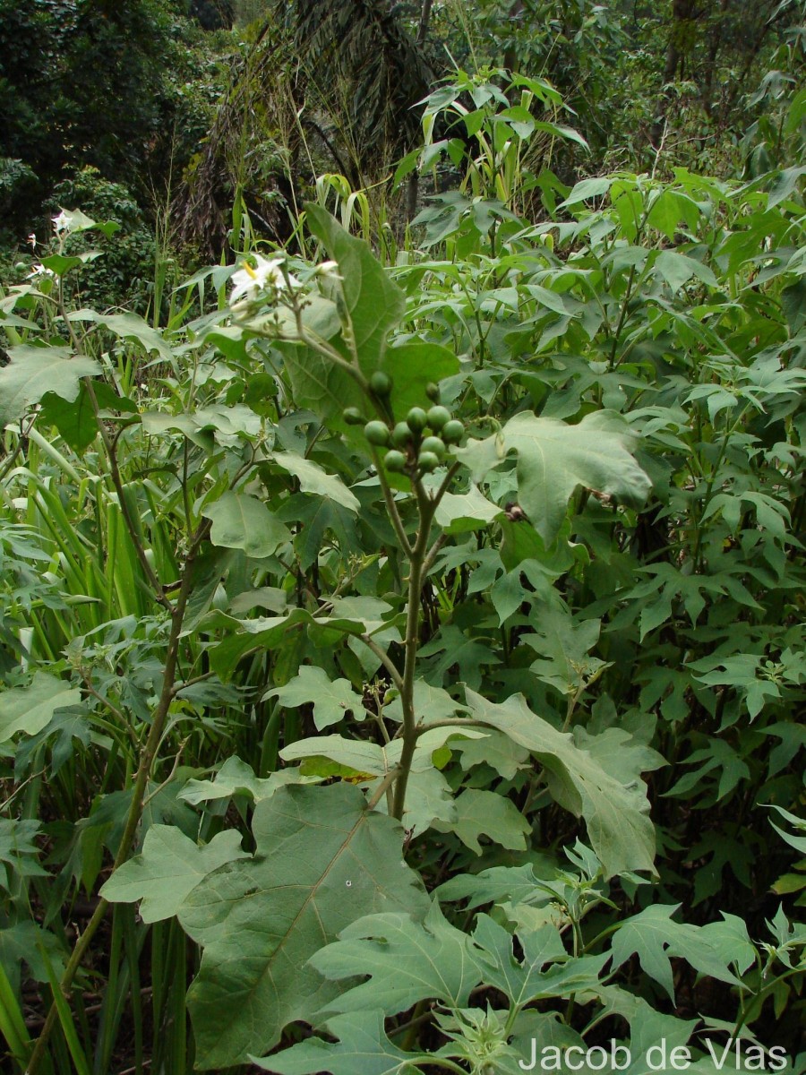 Solanum torvum Sw.